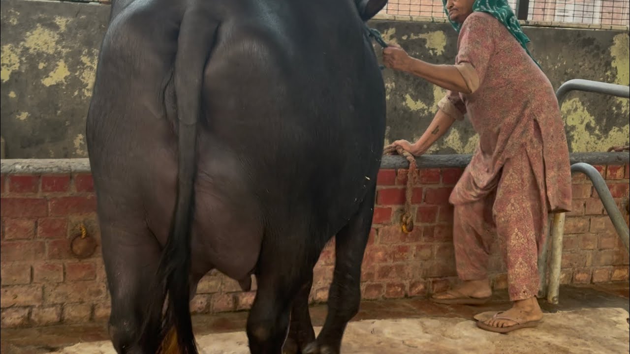 10 November 2025 :::20 to 25 kg top quality buffalo