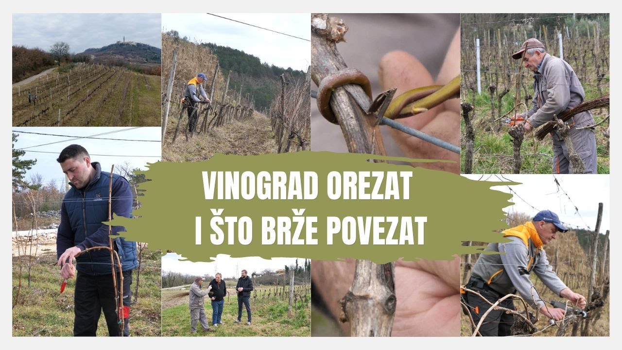 BOJE ZEMLJE Vinograd orezat i što prije povezat