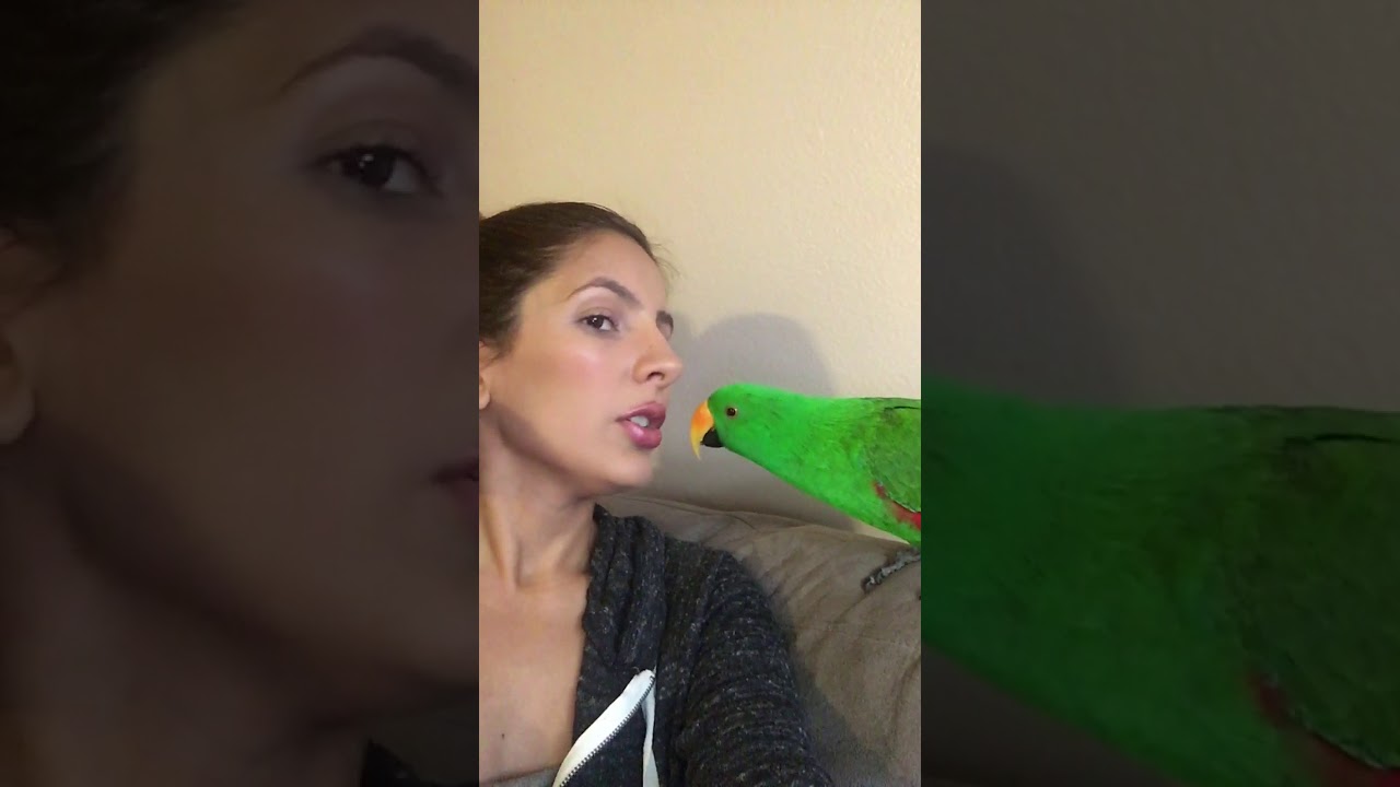 Parrots parrots and more parrots