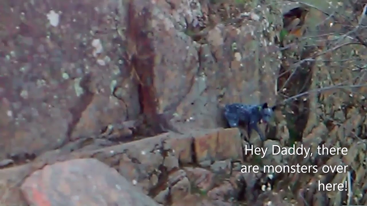 Boomerang Sniffs a Bigfoot- Super Cropped Version