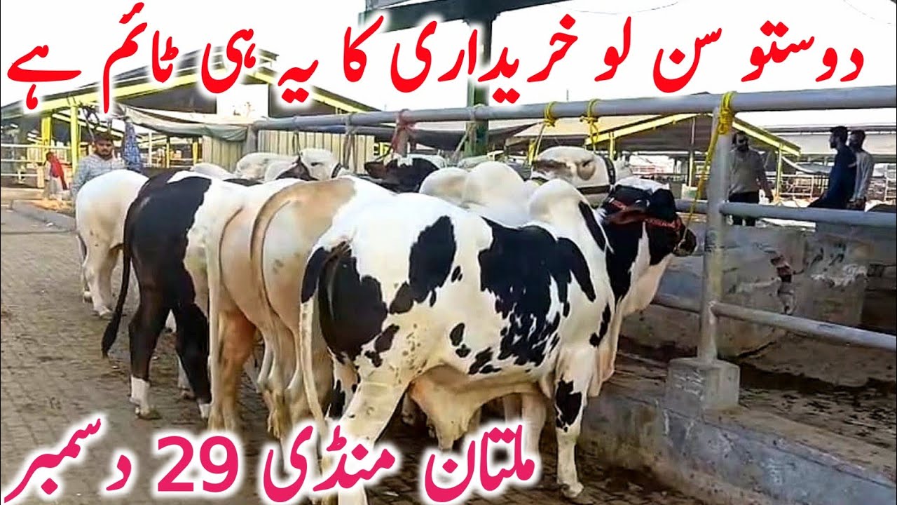 Today Multan Cow Mandi 2025 | Cholistani Sahiwal & Brahman Cows | Global Village Farming