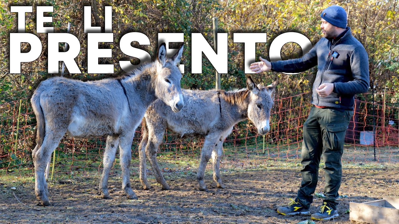 Sono arrivati gli ASINI al PODERE