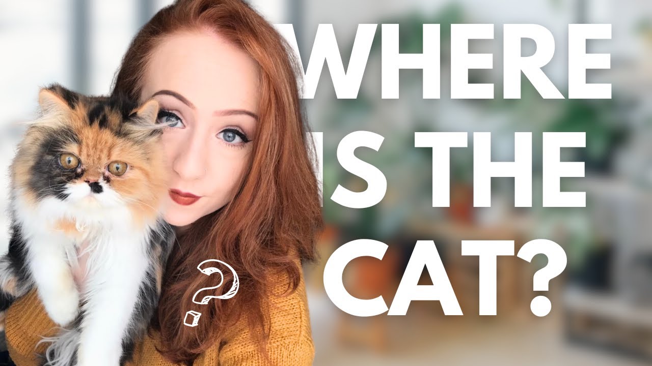 Why I Gave Her Up | Where Is The Cat?
