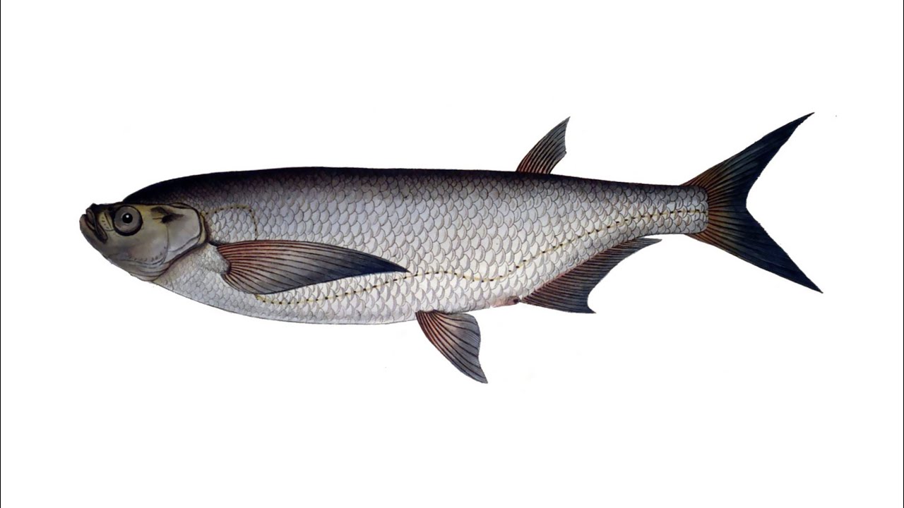 Чехонь (Pelecus cultratus)