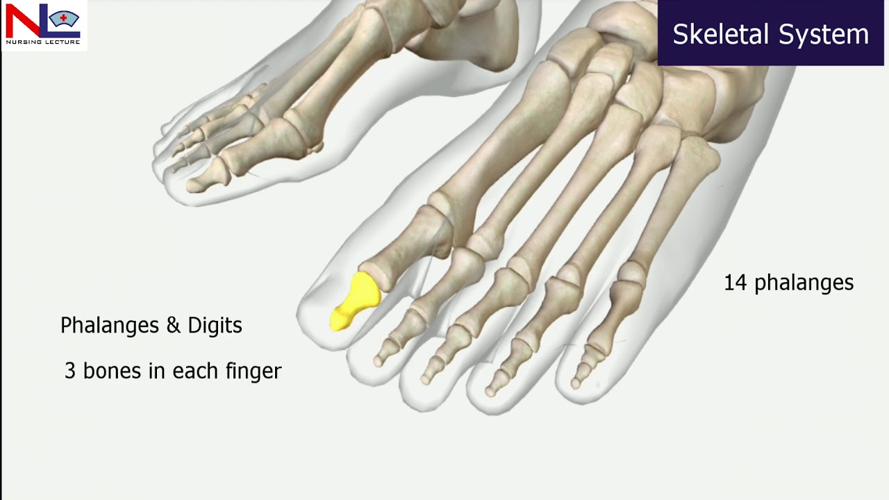 Introduction to Skeletal System In Hindi | Nursing Lecture