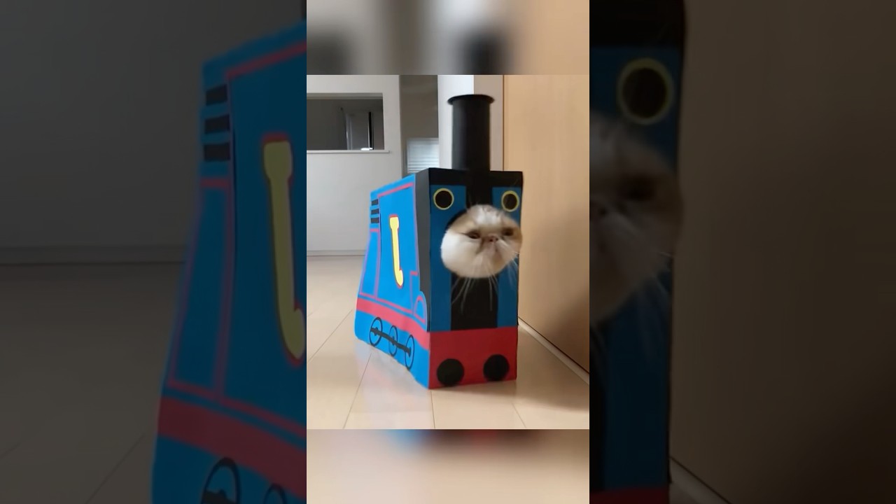 Cat and cardboard box #catlovers #cute #cat #catvideos #cats #funny #funnyvideo #funnycats
