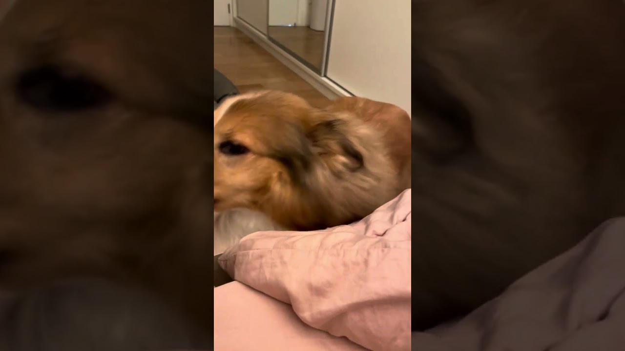 A cachorrinha mais dengosa da Internet. Lurdinha fala com seu dono. S&atilde;o conversas di&aacute;rias.