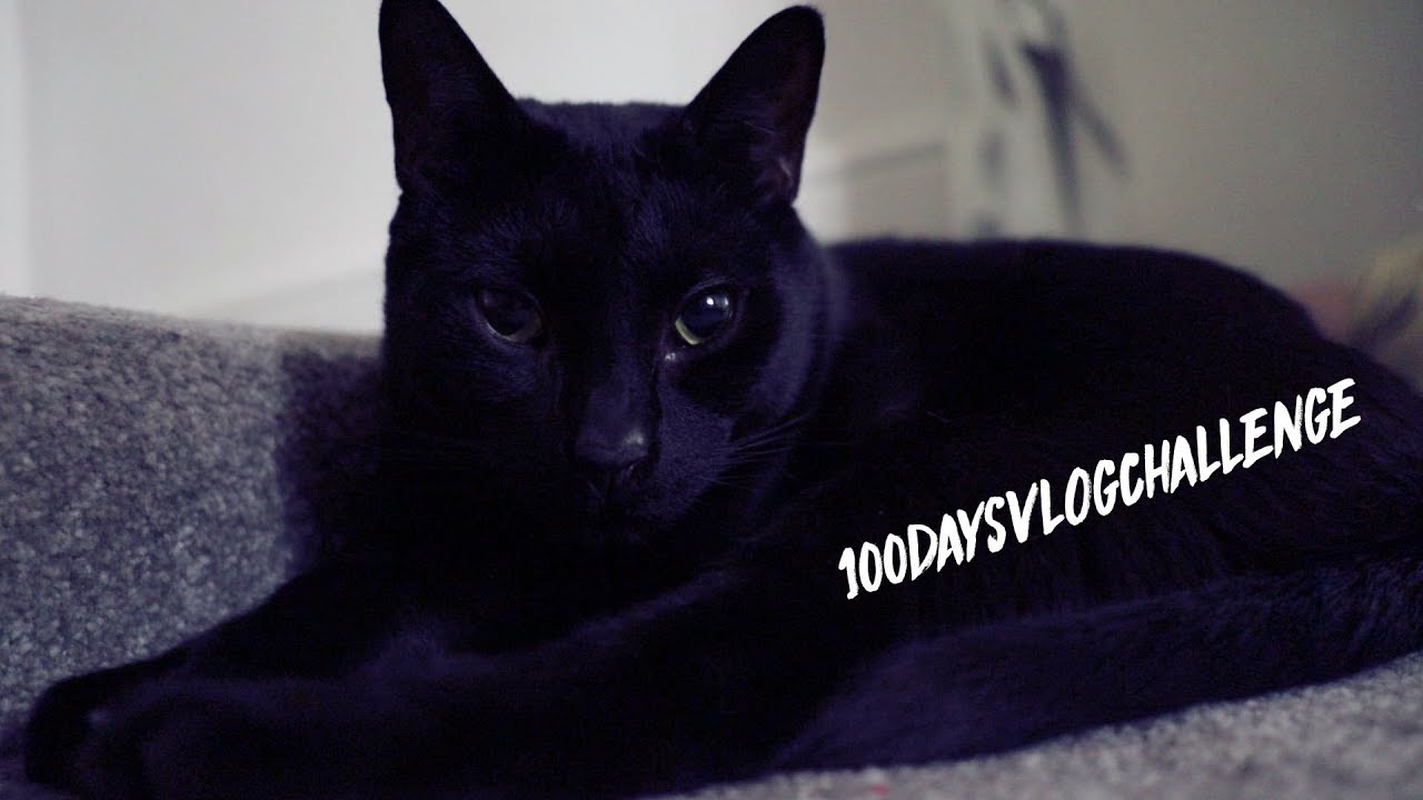 SHOUT OUTS | DAY DOCE | #100DAYSVLOGCHALLENGE