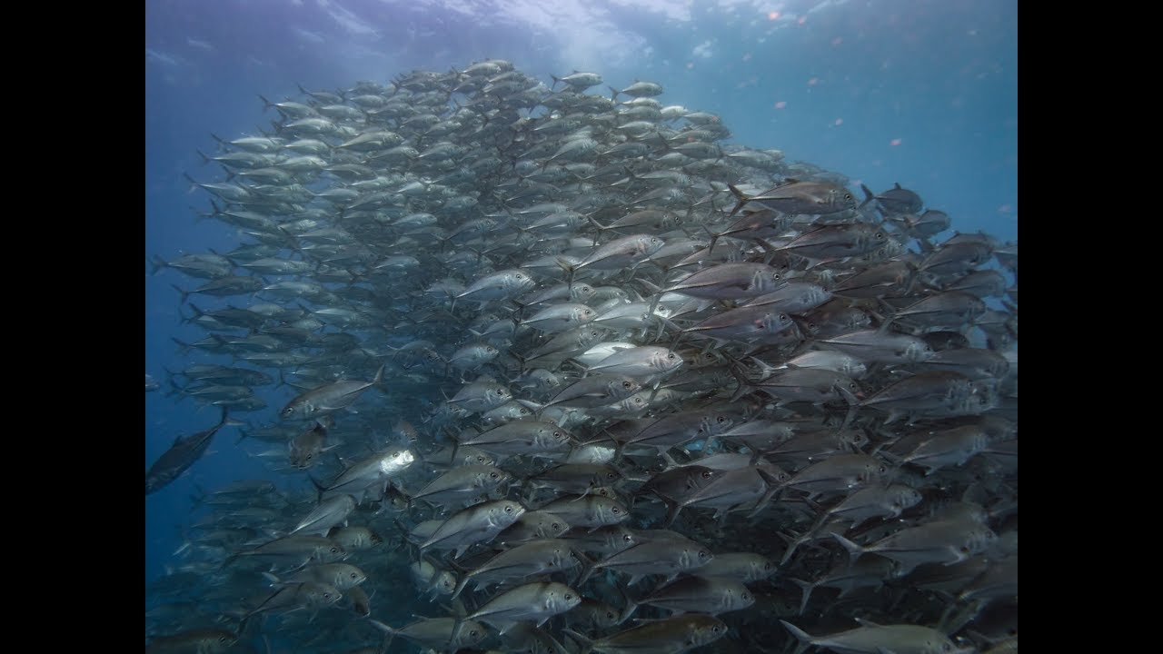 Scuba Dive Safari with Fun and Sun: Best Moments