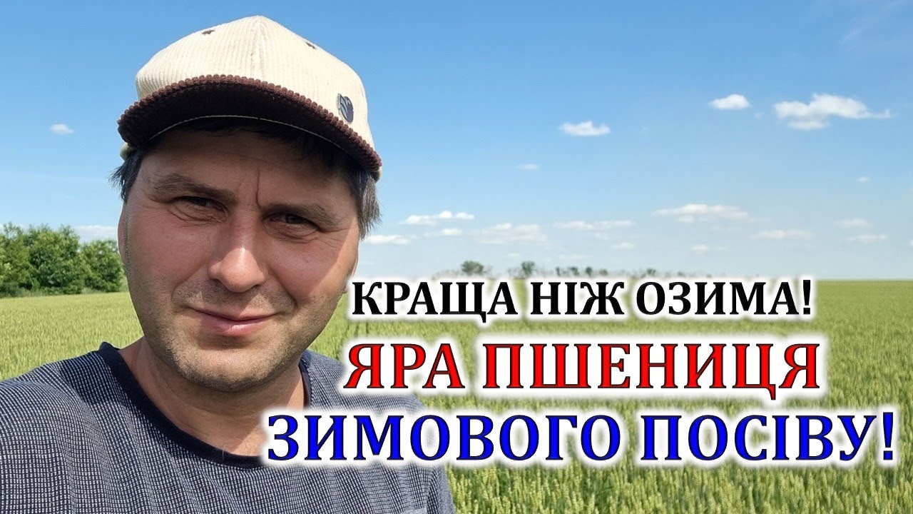 Краща ніж озима! Яра пшениця зимового посіву!