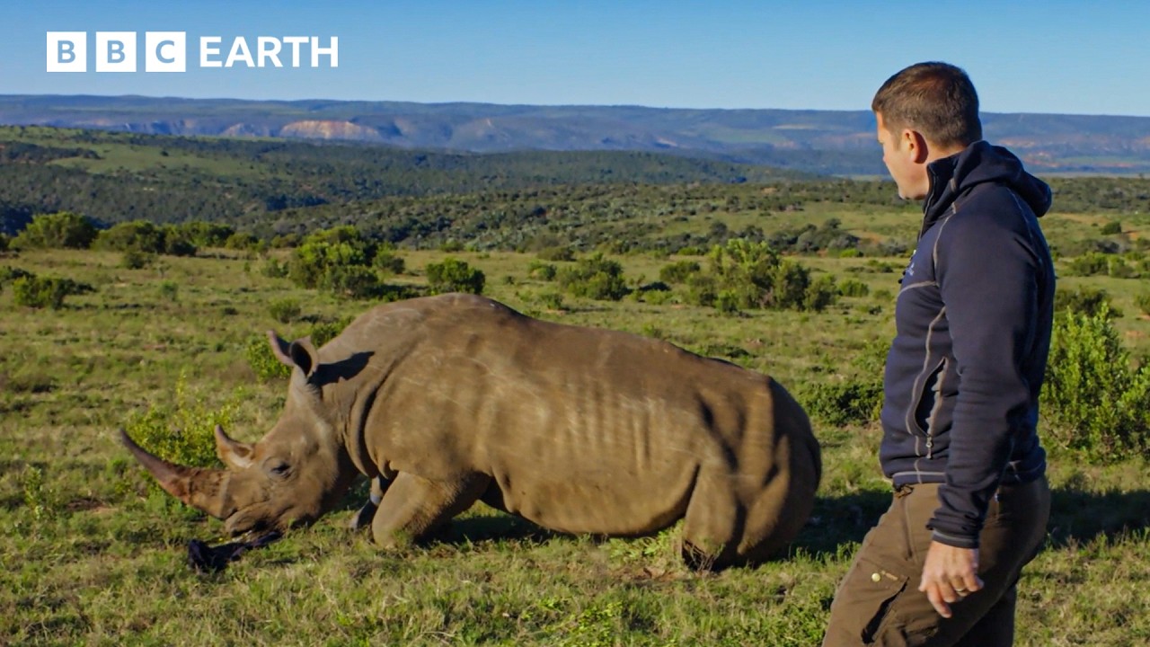 Rhino Rescue From The Sky! Steve Backshall In Action | Deadly 60 | BBC Earth Kids