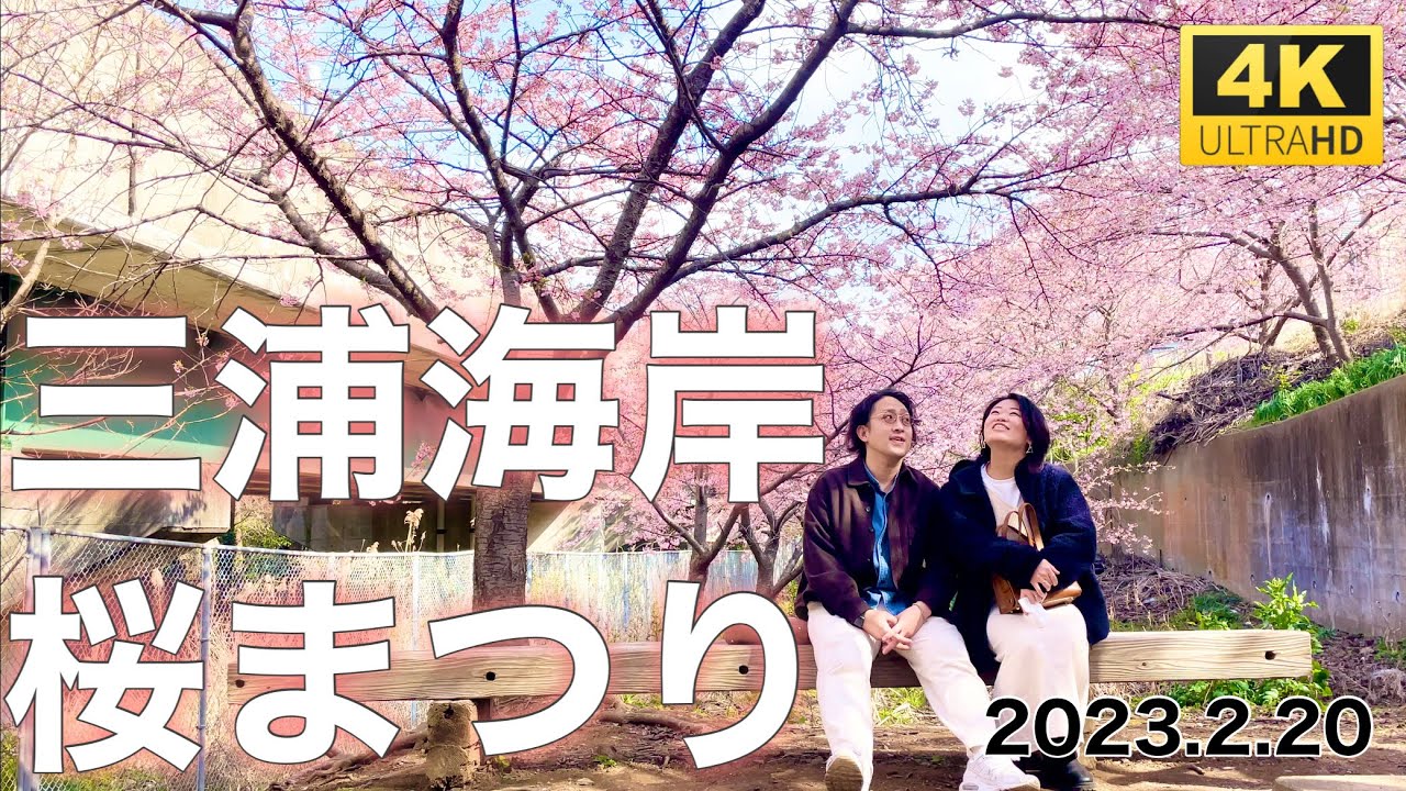 【三浦海岸桜まつり】三浦海岸で満開の河津桜を楽しむ【お花見vlog】-Japan Cherry Blossoms 2023 Kawazu Sakura-