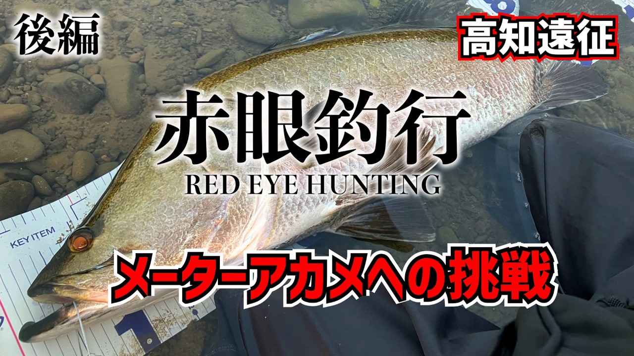 【高知遠征】メーターアカメへの挑戦！【Japanese lates fishing】