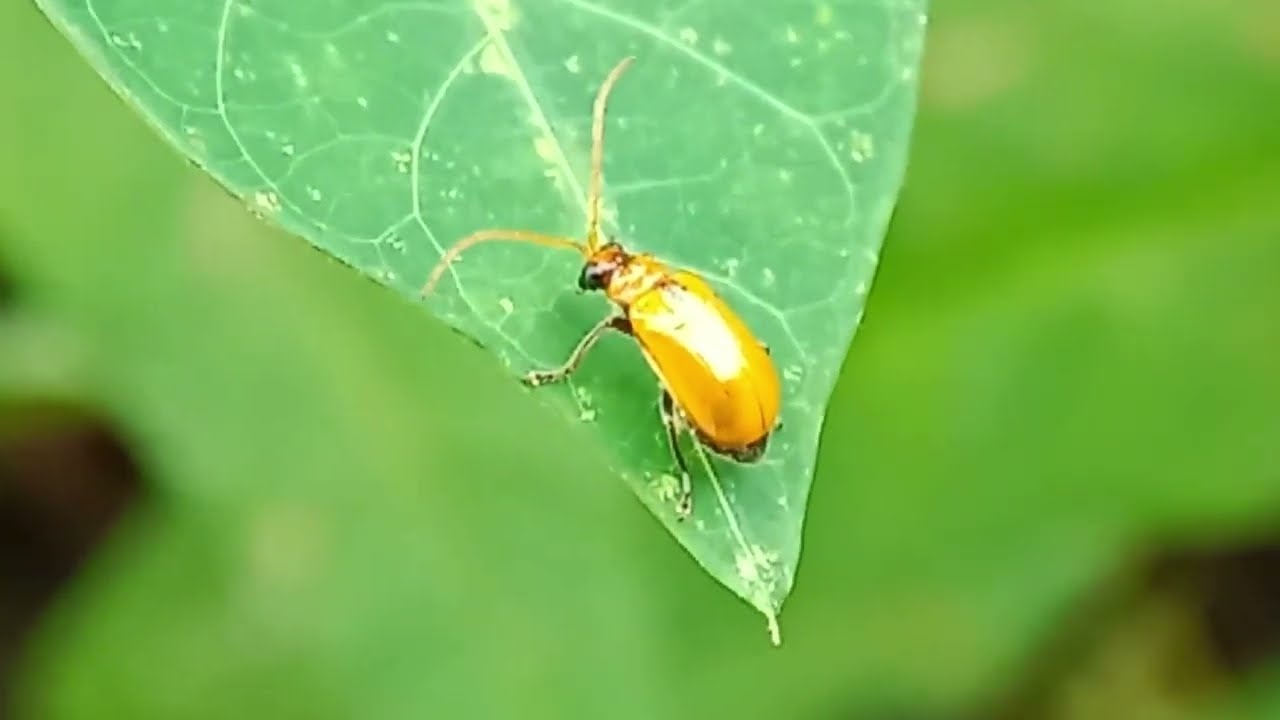 Small Insects in The Garden – Your Gateway to the Tiny Wonders of Nature!