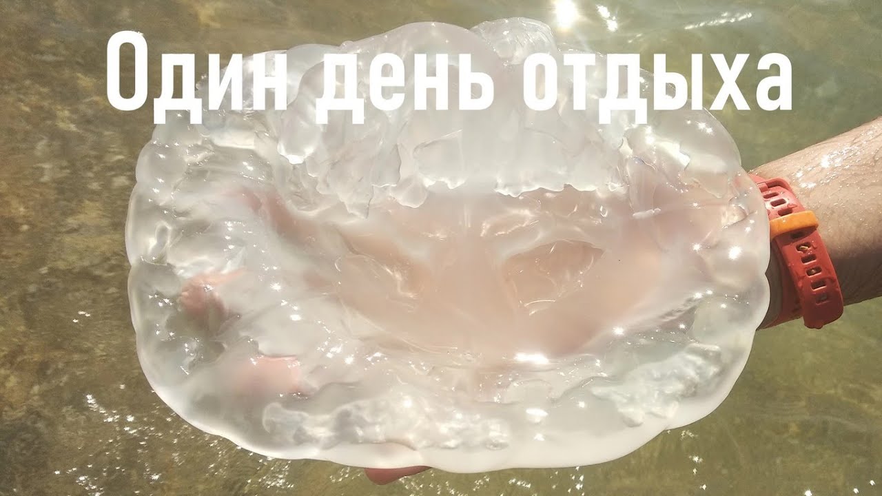 Море и парк Учкуевка в Севастополе | Отдых в Севастополе с детьми