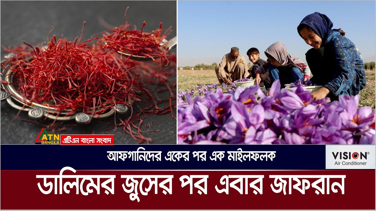 জাফরান চাষ করে আফগানিস্তানের নতুন ইতিহাস | Afghanistan | Saffron | RedGold