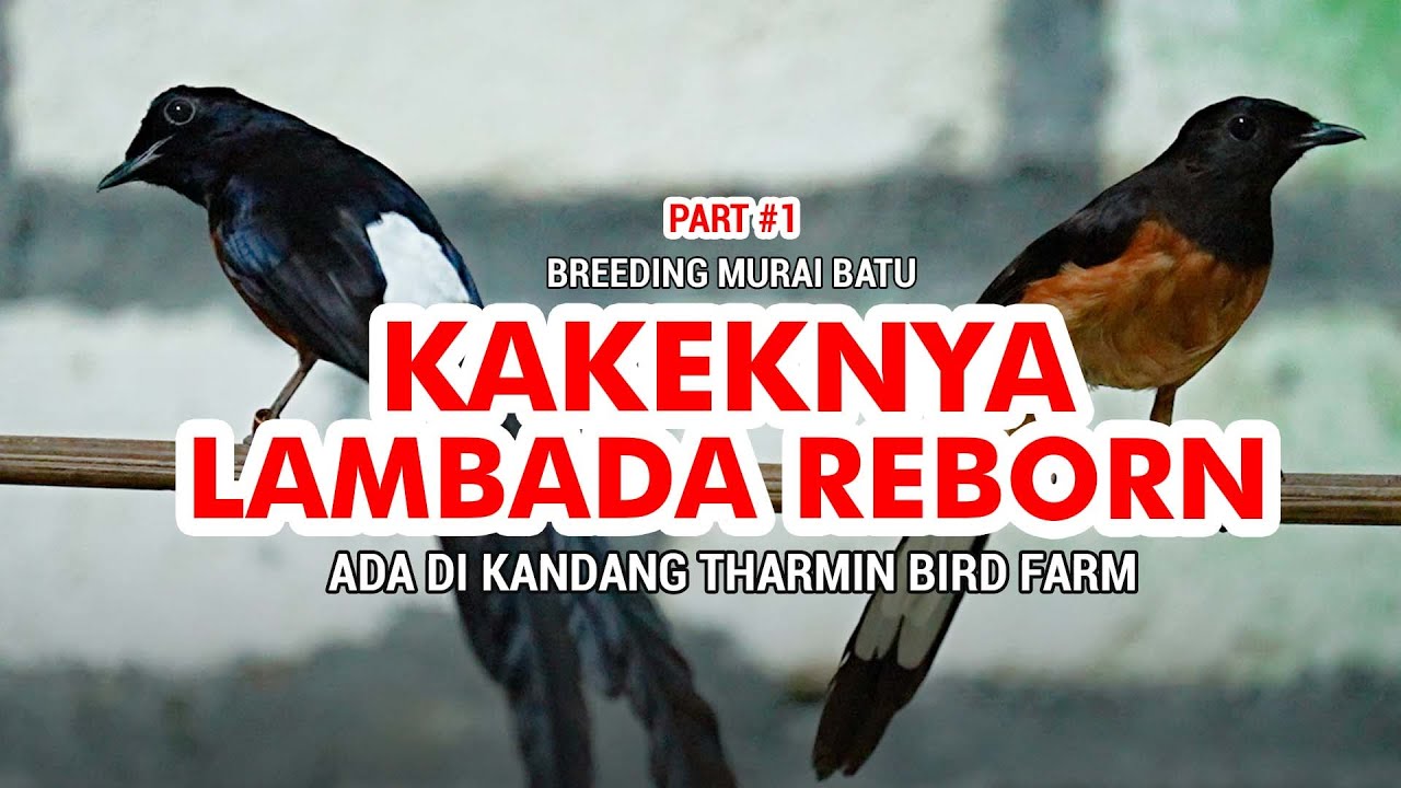 Breeding Murai Batu : Kakeknya Lambada Reborn Ternyata Ada di Tharmin Bird Farm