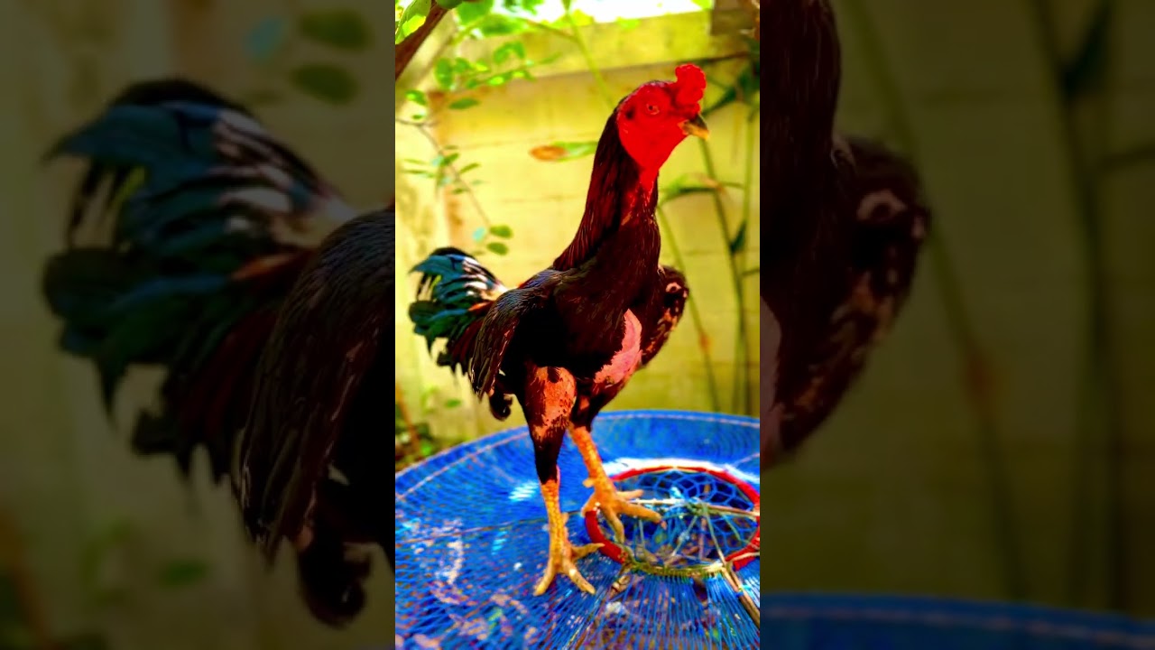 มาดูเจ้าอังเปาไก่ชนไก่เชิงห้าสายพันธุ์ซึ่งผมเพาะเองพัฒนาเองและเลี้ยงเองเอาไปชนเอง สายัณห์ไก่ชน
