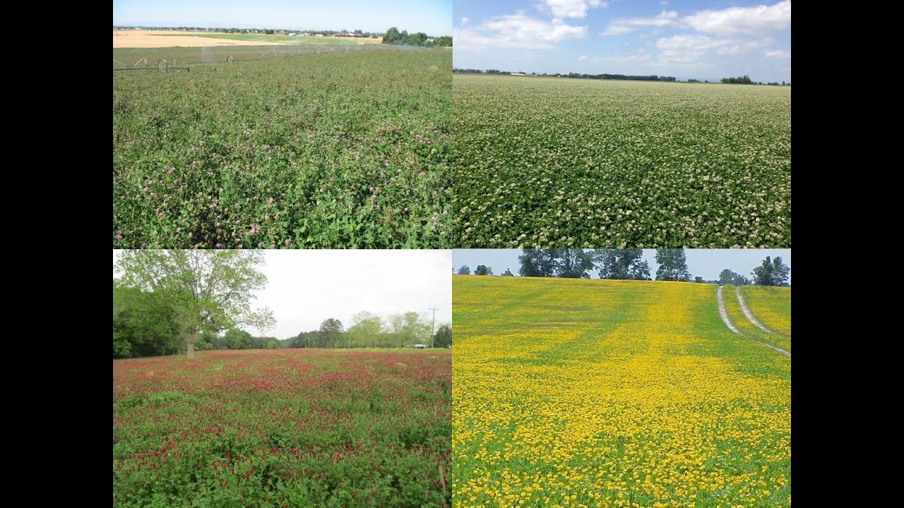 Forage Legumes of the Southeast  Myths and Facts