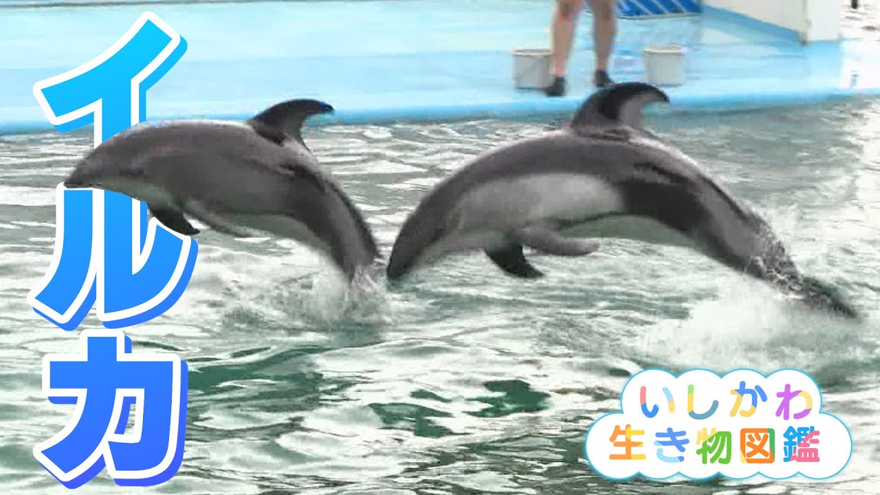 華麗にジャンプ！海の人気者『イルカ』のとじま水族館（いしかわ生き物図鑑 #8）