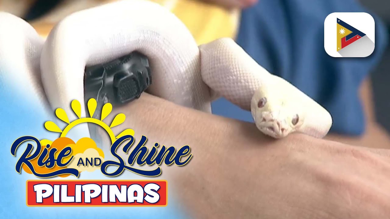 Pet's Day | Burmese python