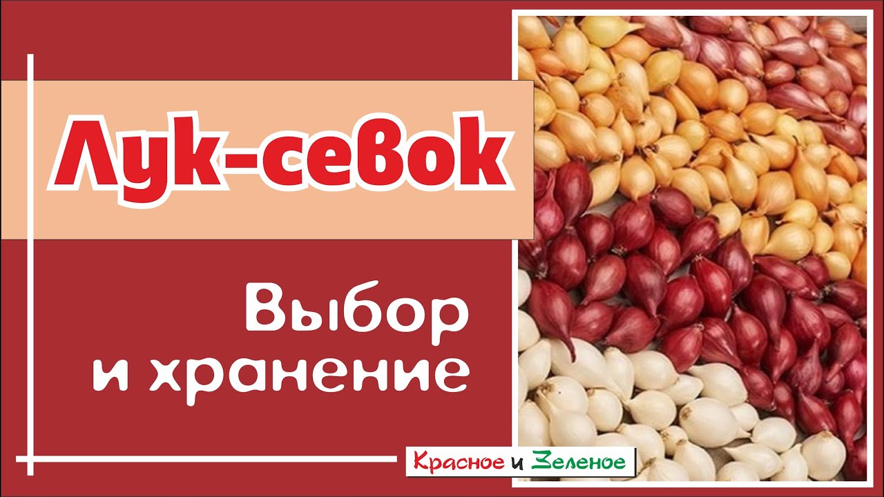Лук-севок. Как выбрать и сохранить до посадки
