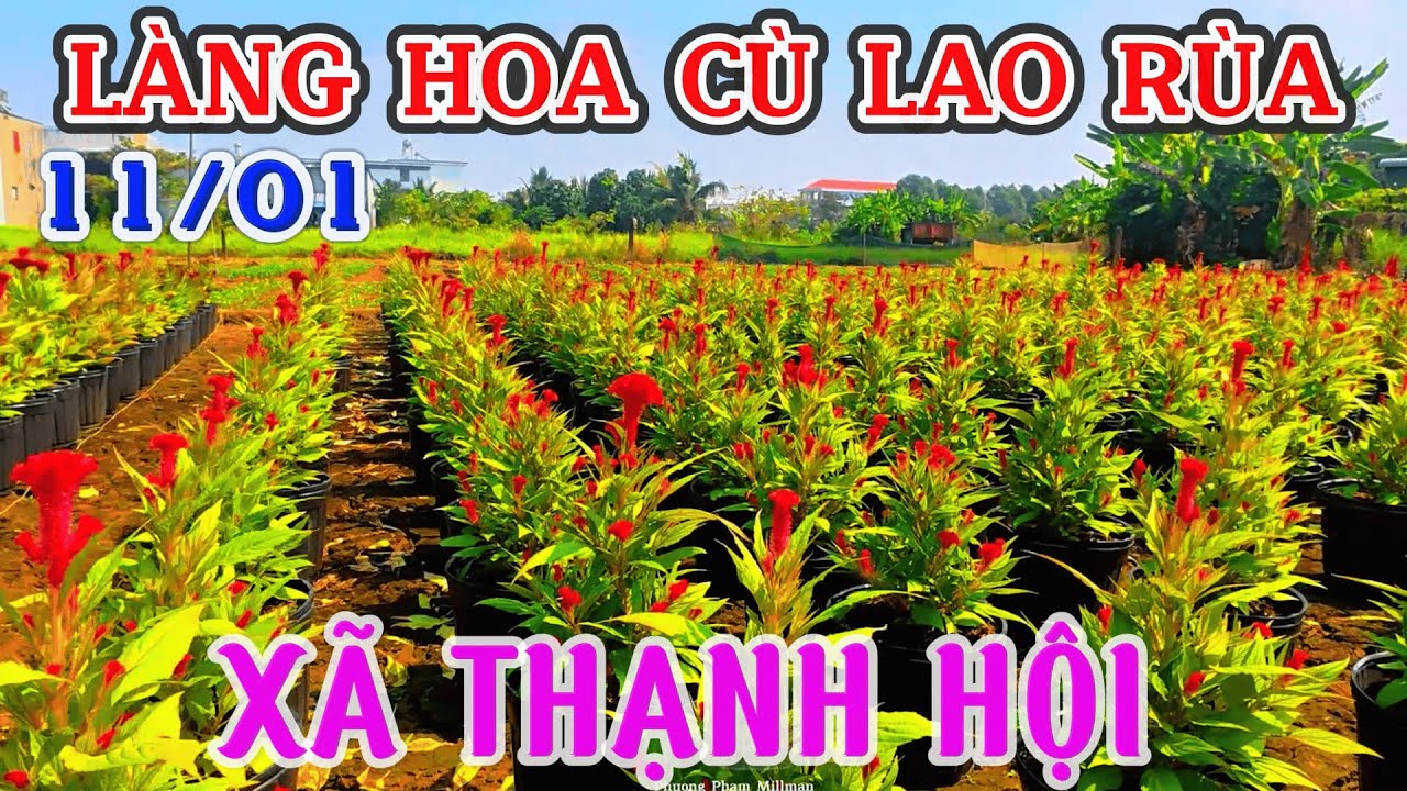 LÀNG HOA CÙ LAO RÙA 11.01 KHÔNG KHÍ TẾT ÙA VỀ XÃ THẠNH HỘI ĐANG XUỐNG GIỐNG HOA VẠN THỌ TẾT 2026