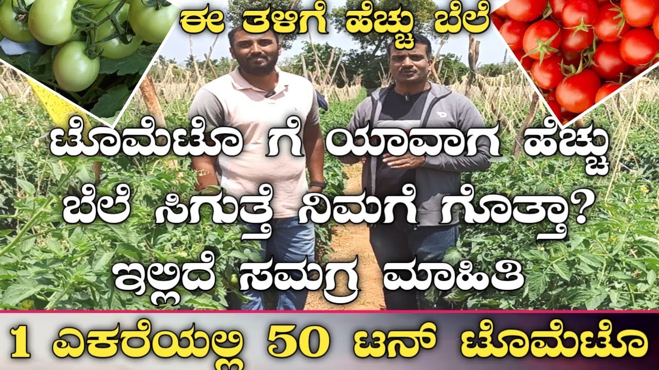 ಶ್ರೇಯಾ ಟೊಮೆಟೊ ಕೃಷಿ|tomato farming kannada|tomato krushi|tomato cultivation|Shreya tomato farming|