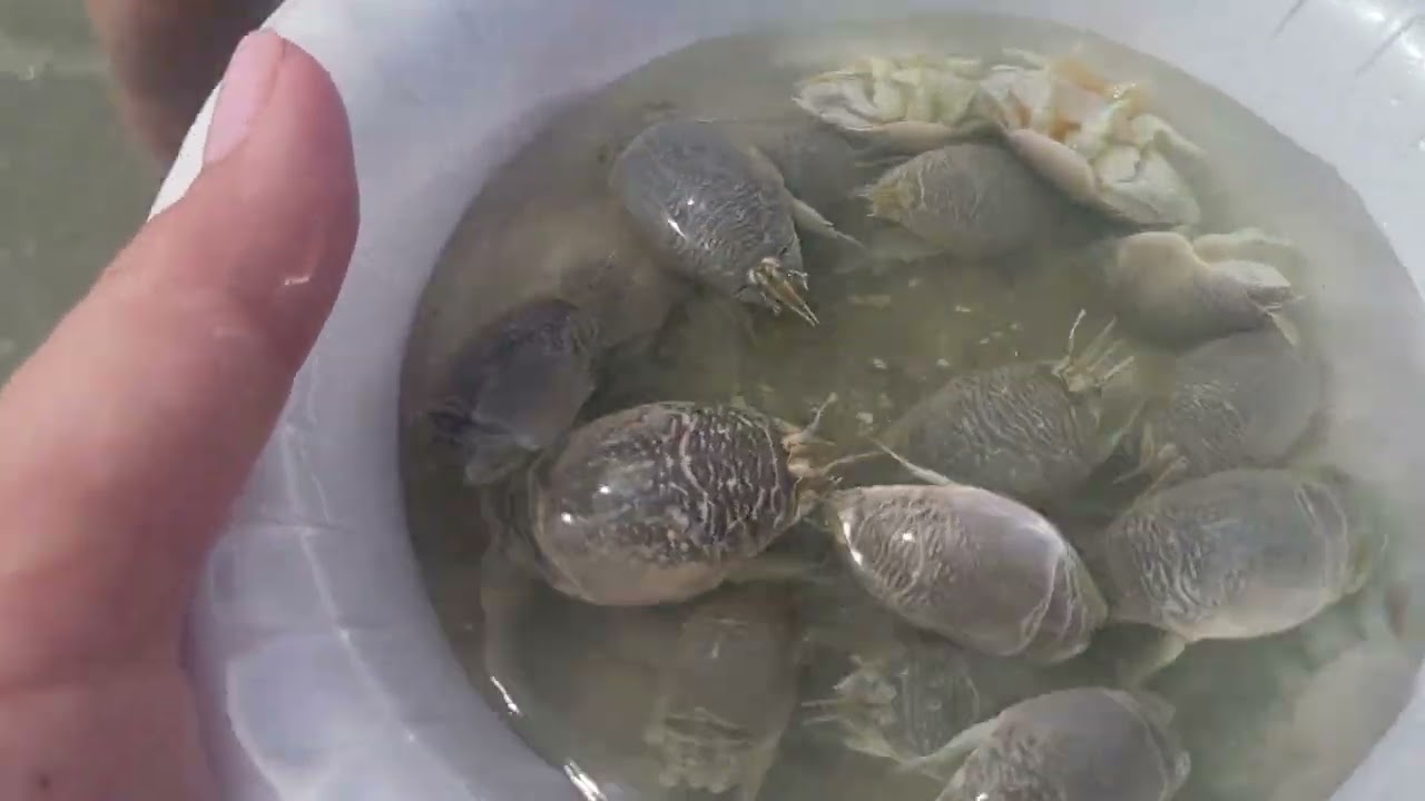 Bắt con thụt lùi biển Myrtle Beach SC.