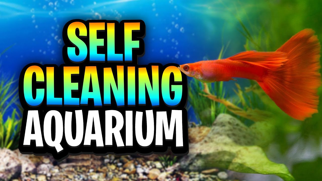 Self-Cleaning Aquariums Made Easy: Plants, Microorganisms, Substrate, Lighting, And Feeding!