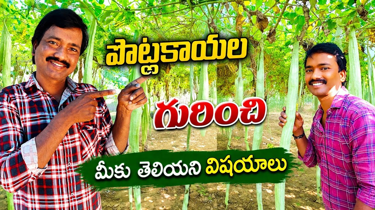 How to growth potlakaya in telugu || Village #Snake gourd Graden Video ||