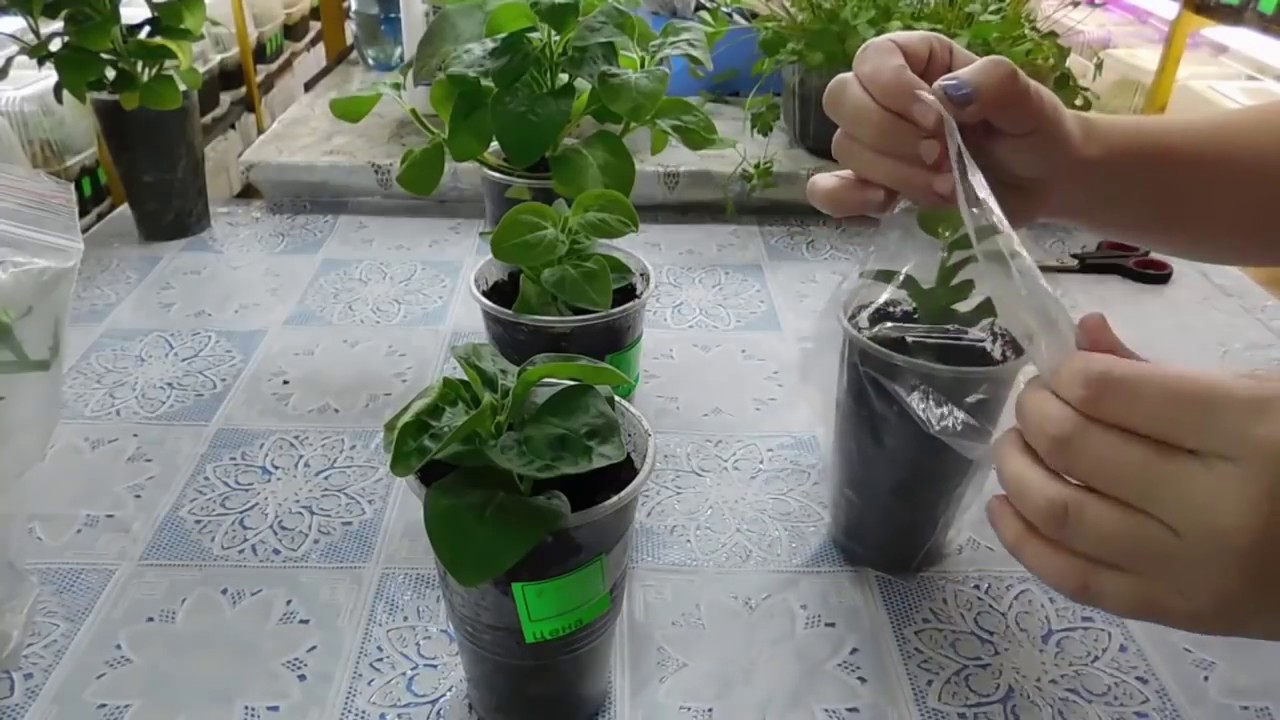 🌹🌹🌹ЛУЧШИЙ СПОСОБ ВЫРАСТИТЬ ПЕТУНИЮ ! Как быстро получить цветущие растения