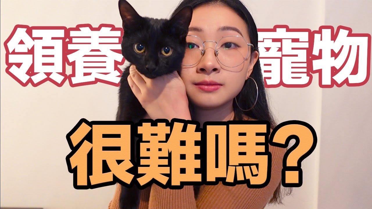 如何在加拿大獲得一隻貓？｜領養寵物全過程