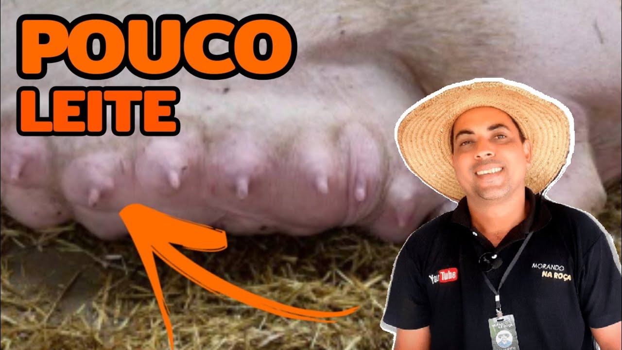 (porco) matriz com pouco leite oque fazer❓