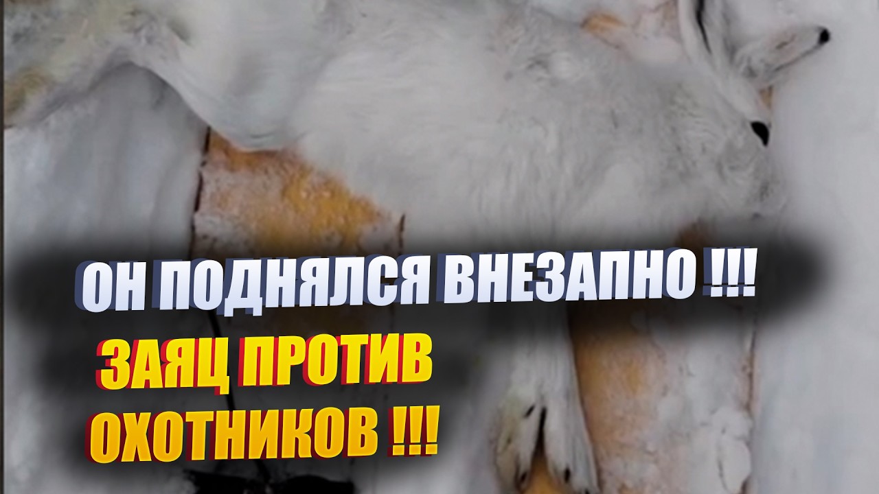 ДОБЫЛ ЗАЙЦА 20-м КАЛИБРОМ. СЛОЖНО СТРЕЛЯТЬ КУЧНЫМ БОЕМ.