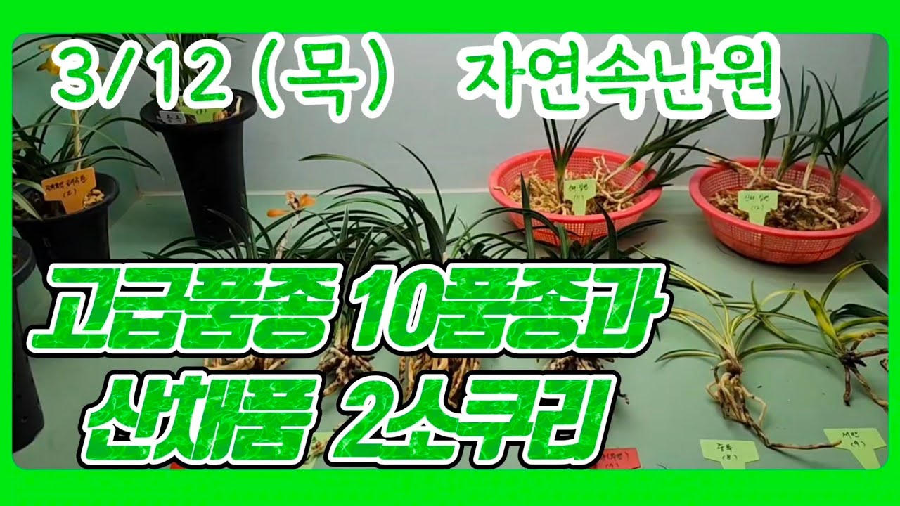 [3월 12일] 태극선, 태극문, 송옥, 홍화, 백복륜, 천광, 중투, 서반, 단엽, 산채품 2소쿠리 올려봅니다.