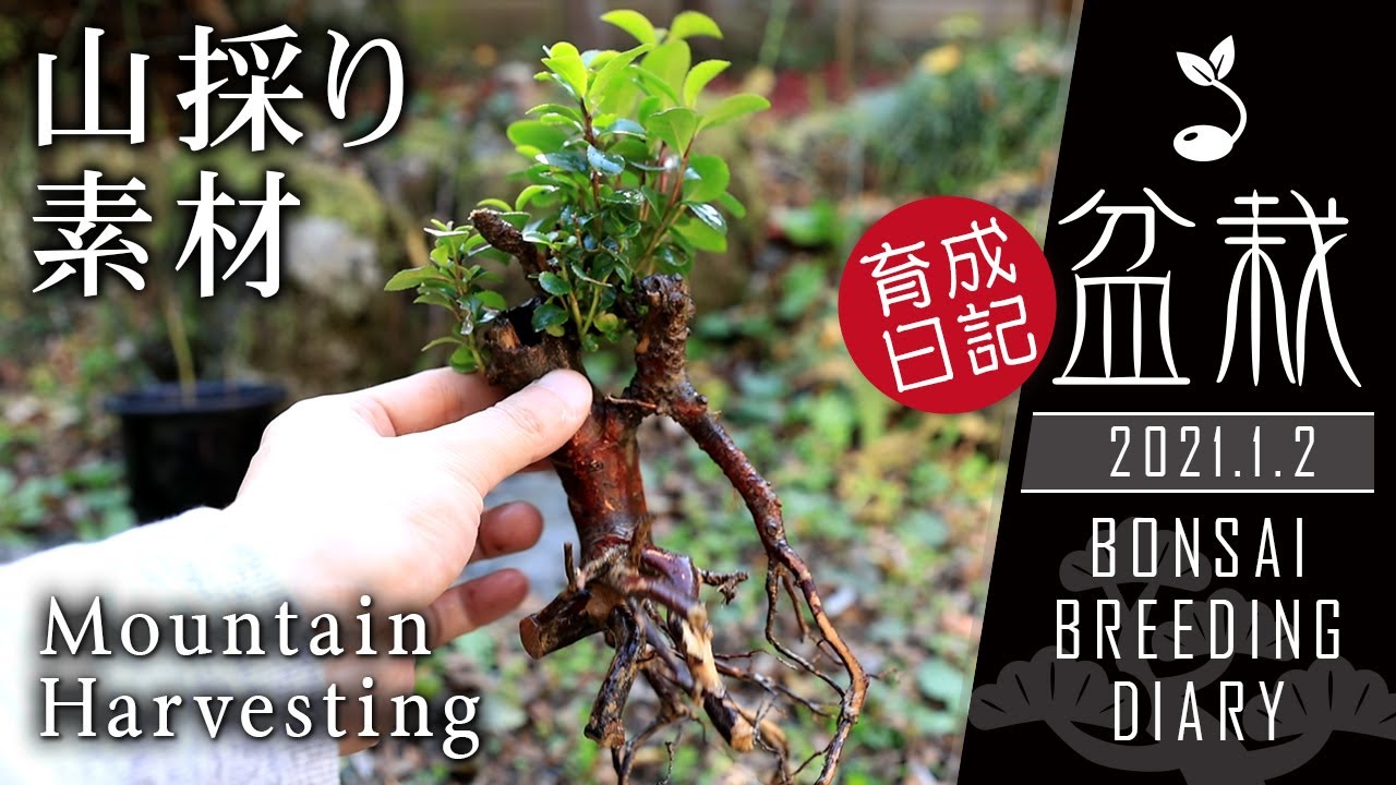 里山で好素材を山採り 根芸盆栽の作り方 初心者の盆栽日記【Bonsai diary 盆栽日記 1/2】ヒサカキ bonsai beginners Eurya japonica EOS R5撮影