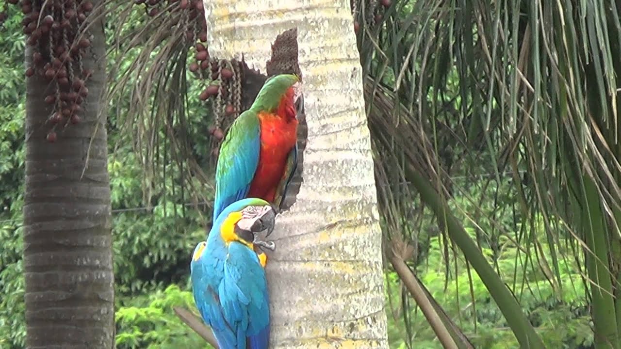 An Unconventional Marriage - Harlequin Hybrid Macaw and Blue-and-Yellow Macaw Form a Pair - Nest🦜💙❤️