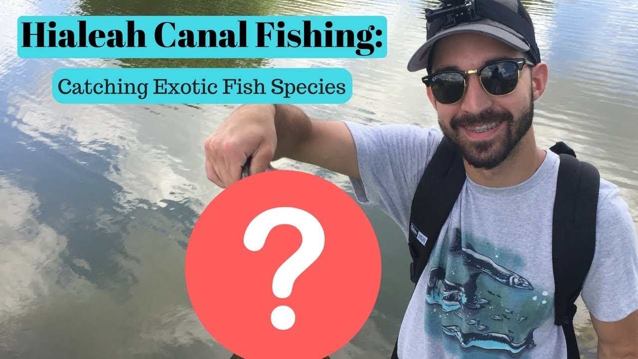 Catching EXOTIC Fish Species Hialeah Canal