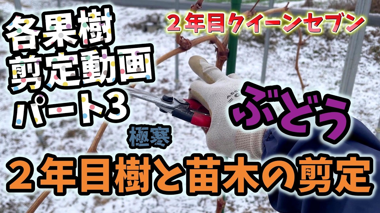 【ぶどう🍇】極寒の中２年目樹と苗木の剪定【183回目】佐賀県吉野ヶ里町で果樹栽培日誌＃ぶどう栽培#シャインマスカット＃ブルーベリー栽培