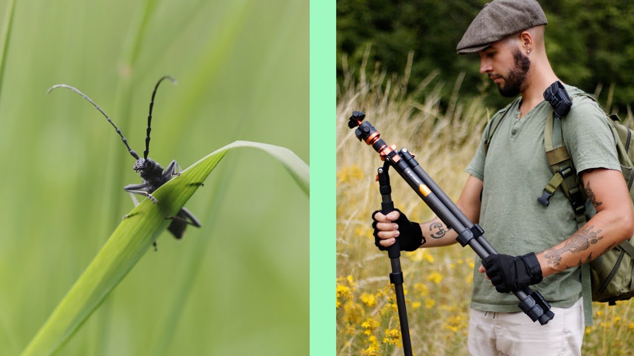 Sortie Entomologique (Expédition animalière) - Mon nouveau Trépied Carbone de chez K&F CONCEPT