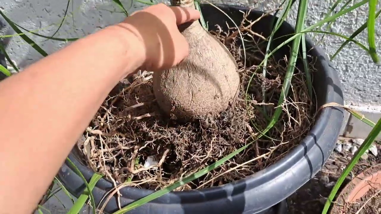 COMO REPLANTAR PATA DE ELEFANTE .DICAS DE CULTIVO. REPLANTE !