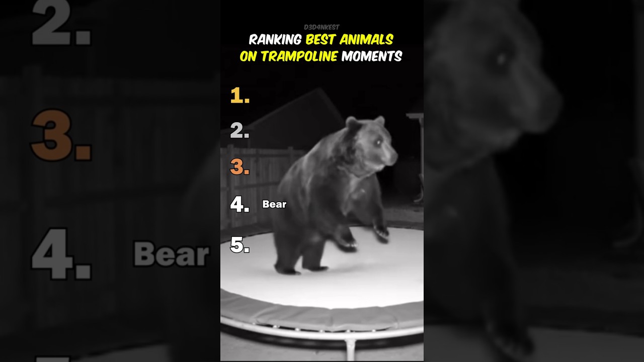Ranking Best Animals On Trampoline Moments