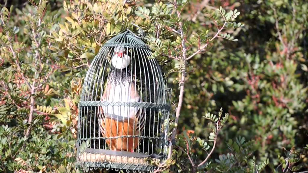 Buenos pájaros de reclamo. Febrero 2015. 2/3.