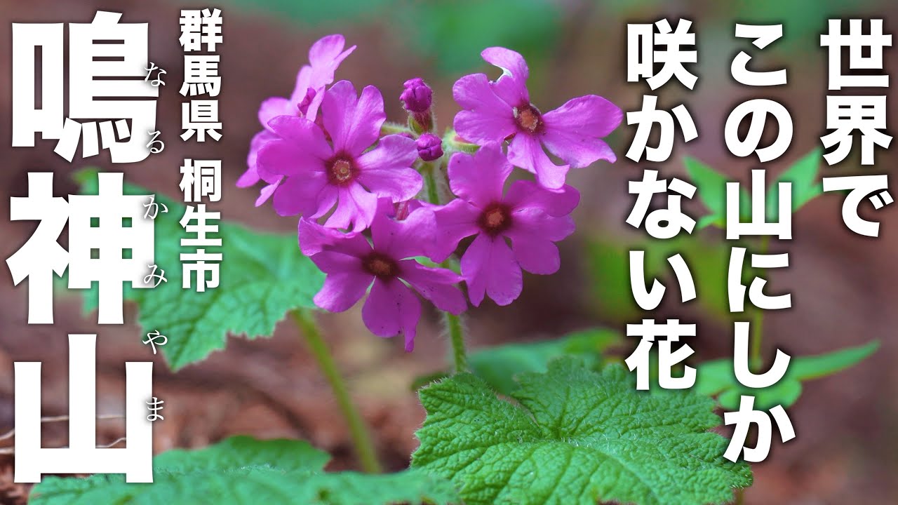 世界で群馬のこの山にしか咲かない貴重な花「カッコソウ」が見たいから登ってきた　〜群馬県桐生市 【鳴神山】〜
