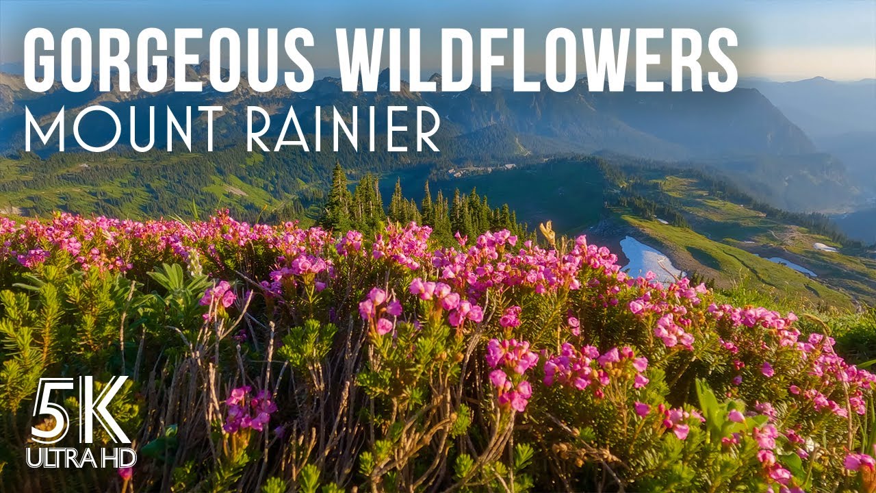 Summer Wildflowers of Mount Rainer - Wind Sounds & Gentle Birds Chirping - Relaxing Nature 5K