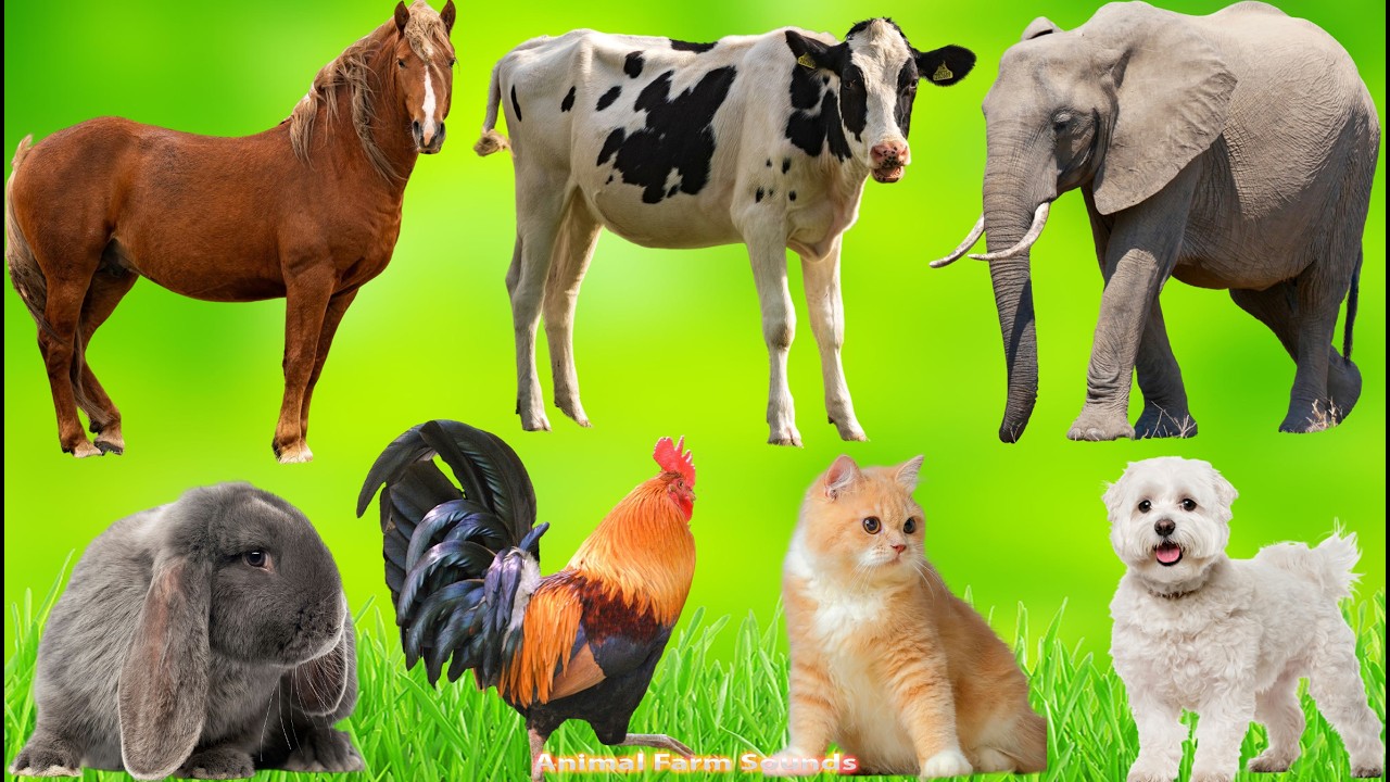 Beautiful Farm Animals: Goat, Pig, Chicken, : Duck, Cow, Horse, Sheep | Animal Sounds