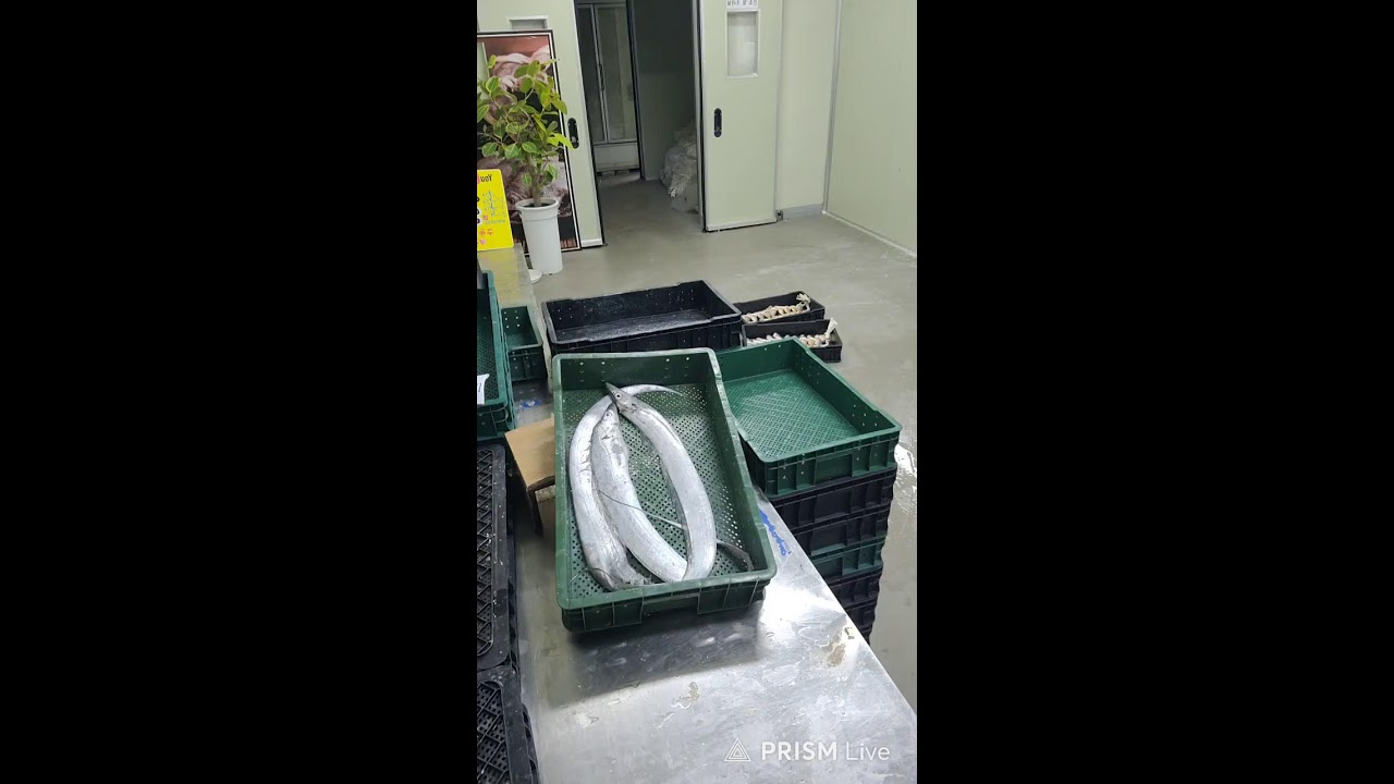 잡어 그냥 가져가세요