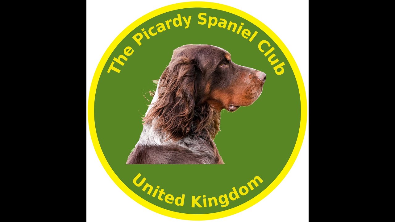 The Picardy Spaniel or Epagneul Picard