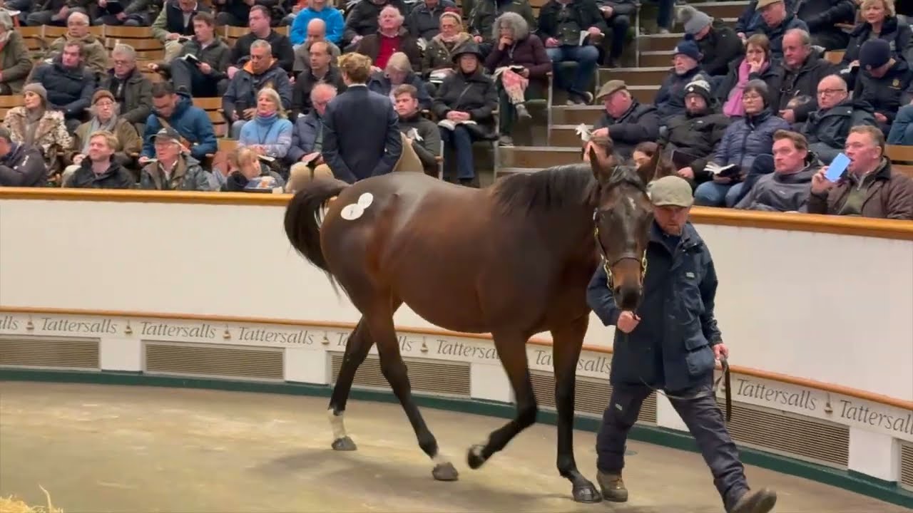 Lot 1542 - La soeur de CALANDAGAN nommée Caliyza, top price de Tattersalls Mare Sale Day 1